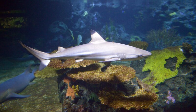 Im Zoo-Aquarium gibt es eine kleine Sensation: Nach zwanzig Jahren sind hier das erste Mal wieder zwei Mittelmeer-Muränen in die Schaubecken eingezogen. Die jungen Muränen sind erst sechzig Zentimeter lang. Wenn sie ausgewachsen sind, können sie eine Größe von rund einem Meter fünfzig erreichen! Vorausgesetzt, dass ihnen bei der Fütterung nicht ihre verfressenen Beckenmitbewohner in die Quere kommen. – Impressionen aus dem Berliner Aquarium – Bild: rbb/​Thomas Ernst