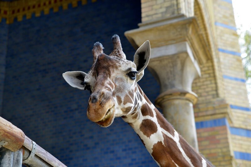 Bei Giraffenkind Jule aus dem Tierpark ist es an der Zeit, die tägliche Fütterung mit der Flasche langsam auslaufen zu lassen. Die Tochter von Uganda-Giraffe Jette ist mittlerweile acht Monate alt. Zum ersten Mal kommt die frisch gebackene Reviertierpflegerin Claudia Walther in den Genuss, das kleine Giraffen-Mädchen zu füttern. – Bild: rbb/​Thomas Ernst