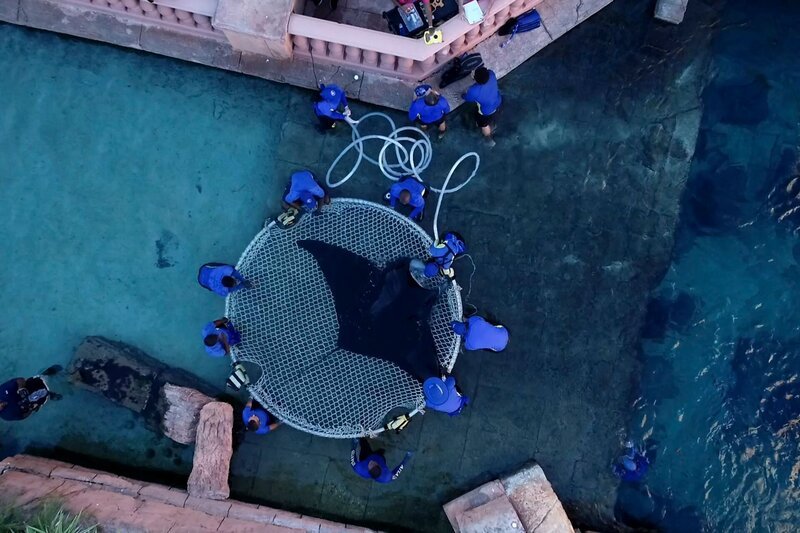 Ein Riesenmanta wird aus der Forschungsanlage des Atlantis Aquarium auf den Bahamas wieder ins offene Meere zurückgebracht. – Bild: Atlantis Paradise Island, Bahamas
