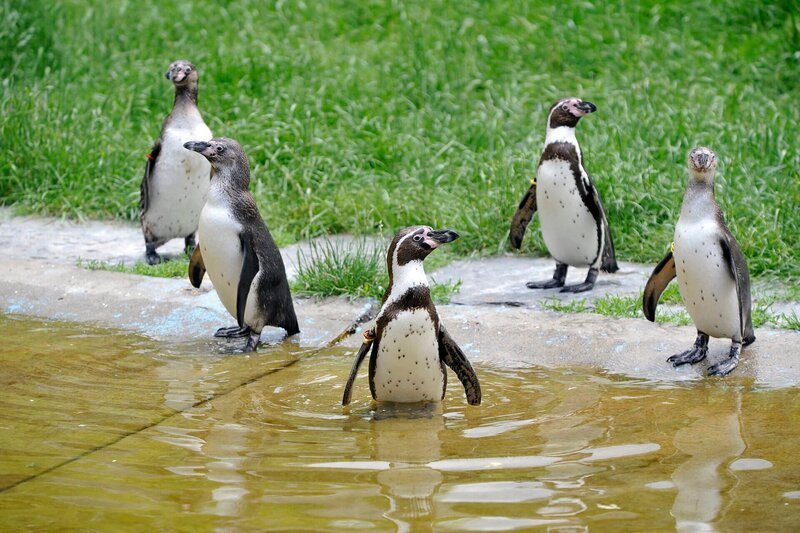 ARD/​rbb PANDA, GORILLA & CO., TEIL 254, „Geschichten aus dem Zoo Berlin und Tierpark Berlin“, Humboldt-Pinguine im Tierpark Berlin. – Bild: rbb/​Niels Leiser