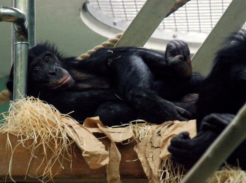 Die Bonobos legen heute einen Faulenzertag ein. – Bild: SWR/​Thorsten Backofen