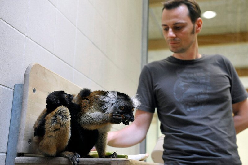 ARD/​rbb PANDA, GORILLA & CO., TEIL 253, „Geschichten aus dem Zoo Berlin und Tierpark Berlin“, am Dienstag (13.08.13) um 16:10 Uhr im ERSTEN. Bei den Mohrenmakis im Tierpark Berlin ist in diesem Jahr wieder ein Jungtier zur Welt gekommen: Kurator Dr. Pauly mit Mohrenmaki-Weibchen Uta und Nachwuchs Max. – Bild: rbb/​Thomas Ernst