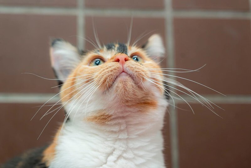 Im Tierheim Duisburg warten Katzen auf eine neue Chance. Gerade beschlagnahmte Tiere haben meistens unter sehr schlechten Bedingungen gelebt. Sie sollen es nun besser haben. – Bild: WDR/​Stefan Servos