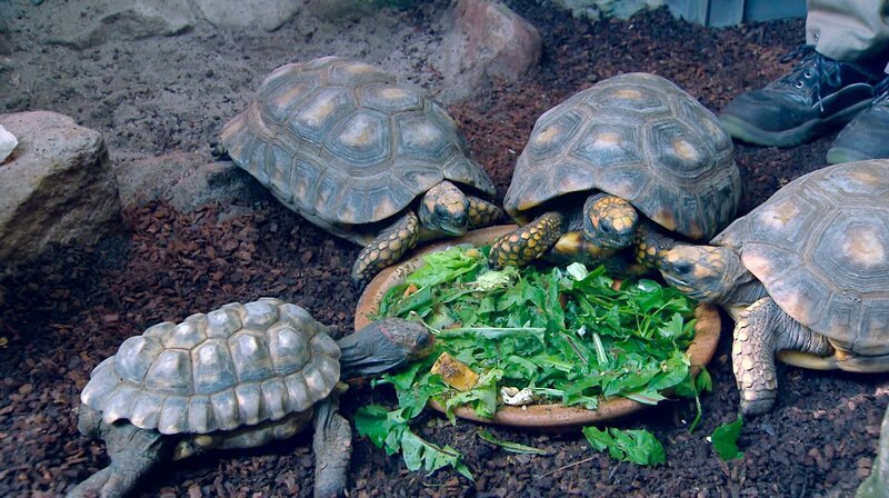 Schildkröten in der Wilhelma. – Bild: SWR/​Christian Neumann