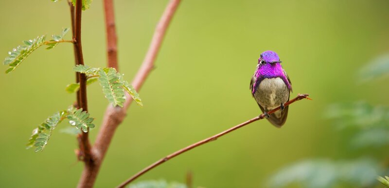 Kolibris nutzen ihre bunt schillernden Federn für die Partnerwerbung. – Bild: GettyImages /​ ZDF