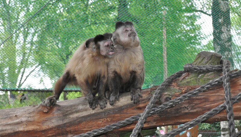 Kapuzineraffe Herkules im Jaderpark. – Bild: BR/​Radio Bremen/​Volkmar Struessmann