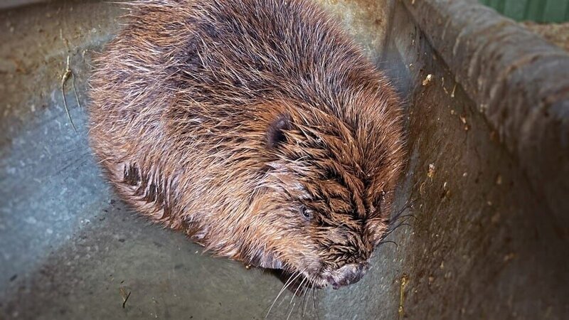 Der Biber hat eines der dichtesten Felle im Tierreich – über 20.000 Haare pro Quadratzentimeter! – Bild: BR/​Text und Bild Medienproduktion GmbH & Co.KG