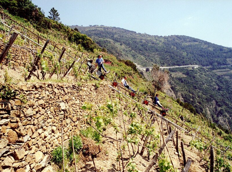 Schwierigstes Arbeiten in den Schräghängen der Weinberge im Cinque Terre. – Bild: SWR/​Alfons Früh