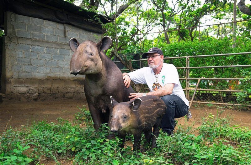 Einst bevölkerten sie die Wälder des ganzen amerikanischen Kontinents, heute leben sie nur noch in wenigen Regionen Mittel- und Südamerikas: Tapire. – Bild: MedienKontor/​Alexander Späth