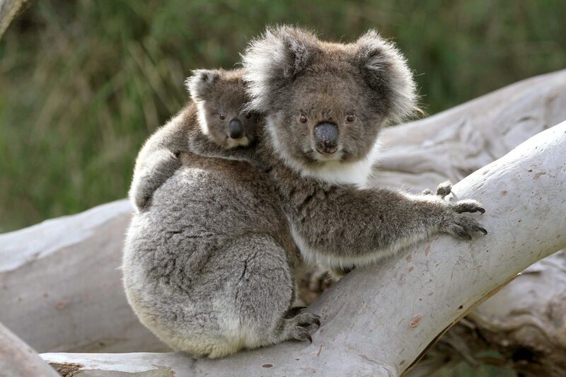 Huckepack auf dem Rücken der Mutter entdecken Koalas die Welt der Eukalyptuswälder Australiens. – Bild: NDR/​NDR/​doclights/​Grospitz & Westphalen