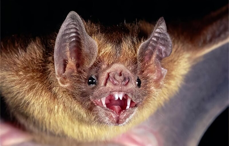 Vampire bat. – Bild: National Geographic Channel