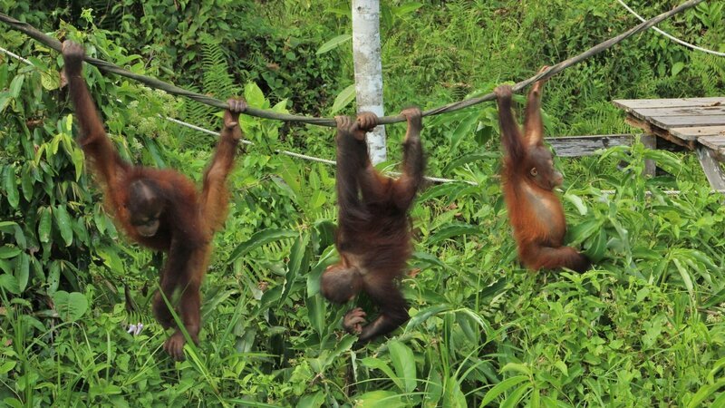 Beryl, Bidu Bidu und Peanut lernen klettern. – Bild: Discovery Communications