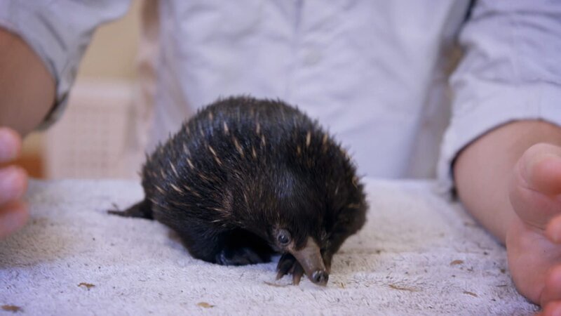 Rarity the echidna puggle. – Bild: Warner Bros. Discovery
