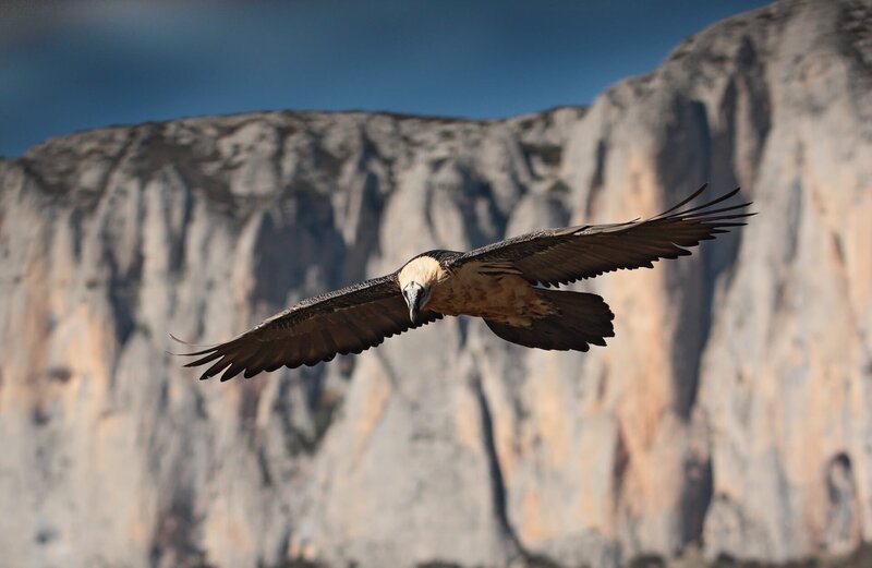 Die Bartgeier kontrollieren jeden Tag riesige Reviere in der Bergwildnis, um im Segelflug nach Beute zu suchen. Fast überall sind die Bartgeier in Europa verschwunden. Auf Kreta brüten die letzen vier Paare Griechenlands, auf Korsika noch zehn. In den Pyrenäen scheint der Lebensraum für die seltenen Bartgeier noch intakt. – Bild: BR/​Pröhl-fokus-natur
