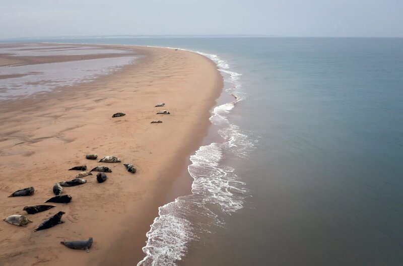 Bei Ebbe ruhen sich Kegelrobben auf den Wattflächen vor der französischen Küste aus. – Bild: Docland Yard