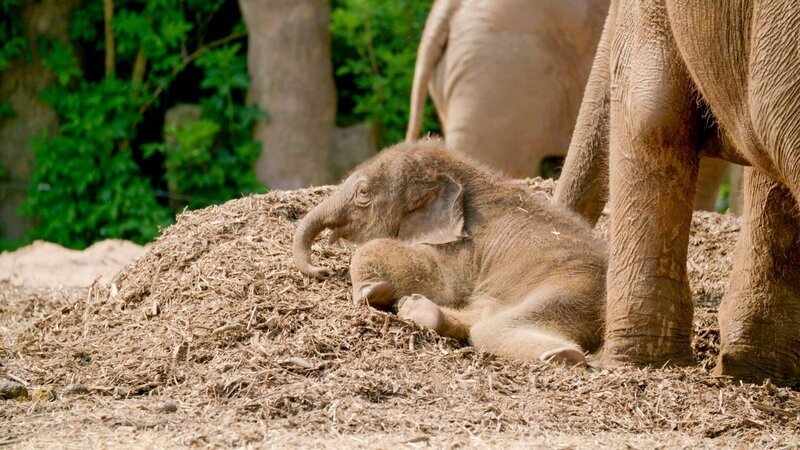 Elefantenbaby Anjan. – Bild: ORF/​Universal