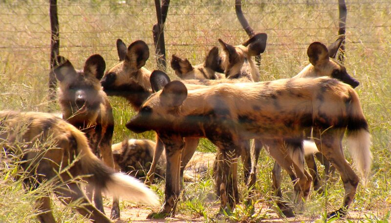 Meisterschützen vor! Zwei Wildhund haben sich verletzt. Für ihre Behandlung müssen sie betäubt werden – mit dem Blasrohr. Sie im Durcheinander des 19-köpfigen Wildhundrudel zu treffen ist keine leichte Aufgabe. – Bild: SWR/​Harald Mittermüller