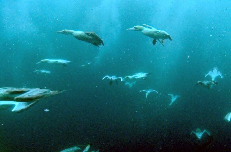 Kaptölpel können bis zu zwei Minuten unter Wasser bleiben, um ihre Beute zu fangen. – Bild: ARTE/​ZED