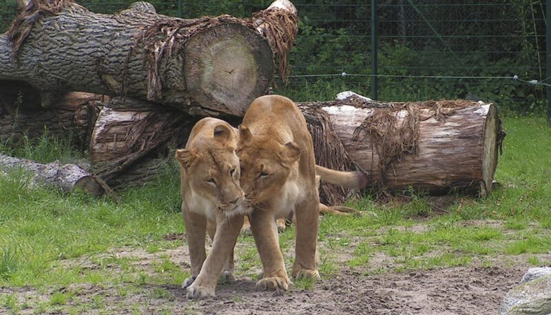 Löwinnen im Jaderpark. – Bild: BR/​Radio Bremen/​Volkmar Struessmann