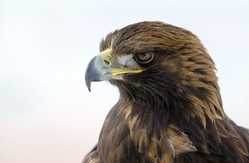 Steinadler. – Bild: ORF/ScienceVision/Rita Schlamberger Steinadler. – Bild: ORF/ScienceVision/Rita Schlamberger