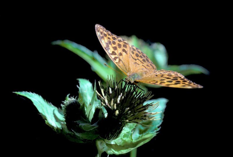Schmetterling. – Bild: ORF/ScienceVision/Rita Schlamberger Schmetterling. – Bild: ORF/ScienceVision/Rita Schlamberger
