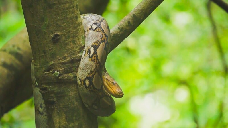 Eine Boa constrictor entspannt sich in einem Baum. In ganz Thailand sind die Tiere ständig auf der Suche nach Nahrung und befinden sich in einem tödlichen Kampf, um Beute zu machen oder nicht gefangen zu werden. (TV Burabha) – Bild: ZDF