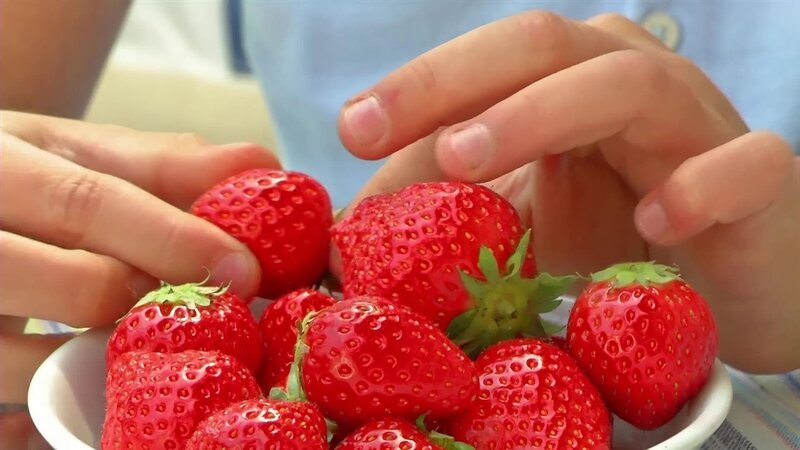 Klivia pflanzt Erdbeeren. Im Zeitraffer wird gezeigt, wie die leckeren roten Beeren wachsen. – Bild: WDR/​Die Sendung mit dem Elefanten