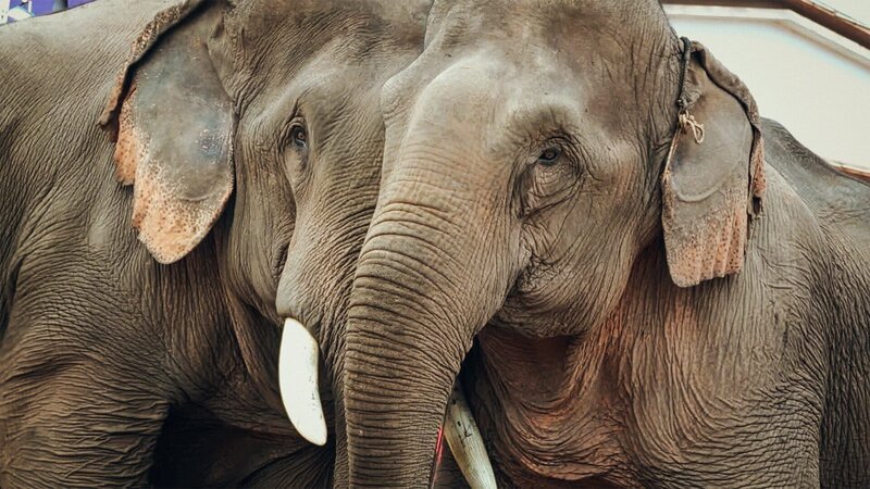 Gefangen und zur Schau gestellt – Elefantenpaar in Boten, Laos – Bild: SRF
