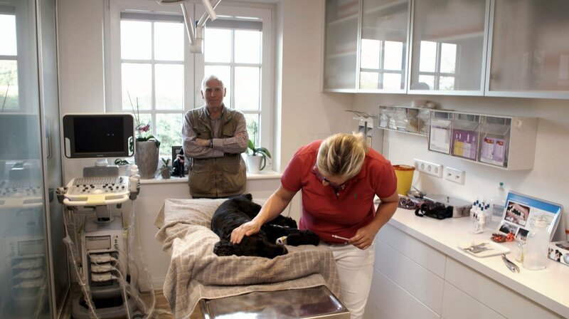 Cocker Spaniel Wasko hat starken Maulgeruch. Besitzer Hermann Bauer ist entspannt und vertraut voll und ganz der Inseltierärztin. – Bild: NDR/​Doclights GmbH 2020