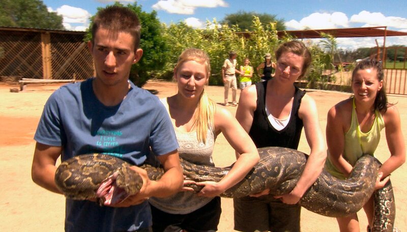 Zu Hilfe! Diese vier Meter lange Python hat sich eindeutig überfressen – und eine ganze Antilope verspeist. Das Team der Harnas Wildlife Foundation rückt aus. – Bild: SWR/​Harald Mittermüller