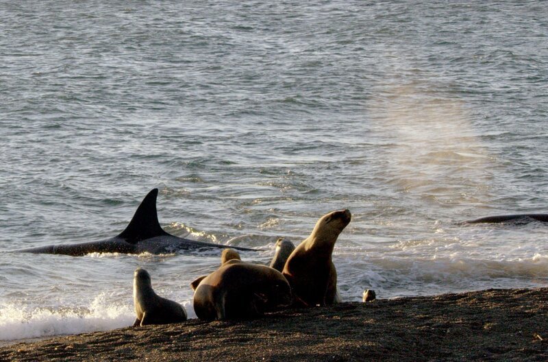 Die jungen Seelöwen spielen gerne am Strand, doch in der Flut lauert eine große Gefahr. – Bild: ARTE/​ZED