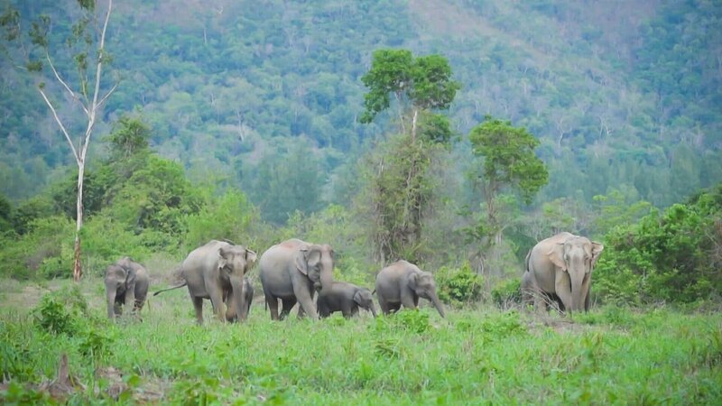 Eine Herde asiatischer Elefanten wandert durch das Grasland. In ganz Thailand sind die Tiere ständig auf der Suche nach Nahrung und befinden sich in einem tödlichen Kampf, um Beute zu finden oder nicht gefangen zu werden. (TV Burabha) – Bild: ZDF