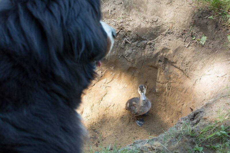 Keks findet in einem Erdloch eine junge Ente. Wie ist Emil denn da hineingekommen? – Bild: ZDF/​Zia Ziarno