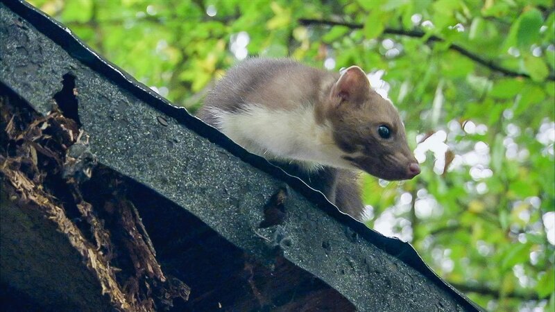 Steffen ist Hund Keks sehr dankbar – schließlich hat er den ruhigen Schlafplatz für den müden Steinmarder gefunden. – Bild: ZDF/​Hans-Jürgen Zimmermann