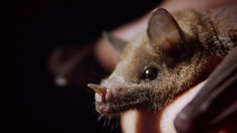 Blattnasenfledermaus – Bild: ORF