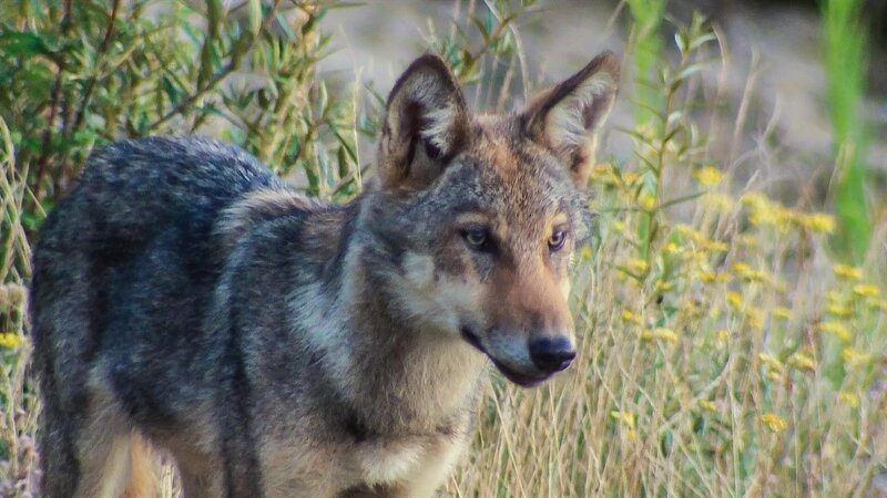 Keks findet in einem Erdloch eine junge Ente. – Bild: ZDF/​Sebastian Körner