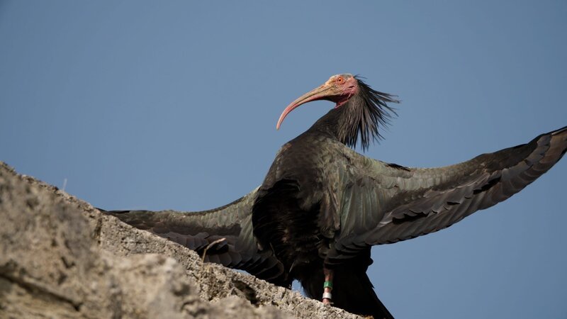 Waldrapp tankt Sonne auf Burgmauer. – Bild: ZDF und BR/Längengrad Filmproduktion GmbH Waldrapp tankt Sonne auf Burgmauer. – Bild: ZDF und BR/Längengrad Filmproduktion GmbH