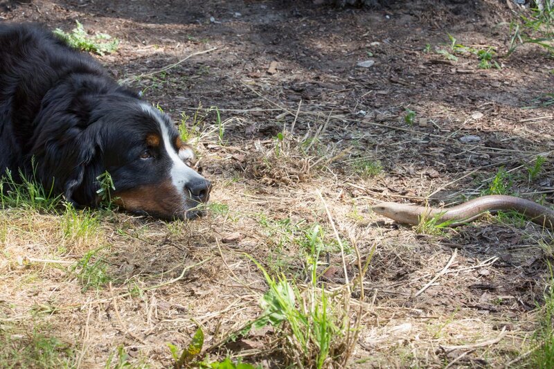 Gerettet! Hund Keks hat einen sicheren und warmen Platz für Petrina Panzerschleiche gefunden. – Bild: ZDF/​Zia Ziarno