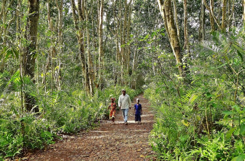 Mit Ranger Suleiman laufen Awena und Abduli tief in den Jozani – Sansibars letzter Urwald. – Bild: SWR/​Frank Feustle
