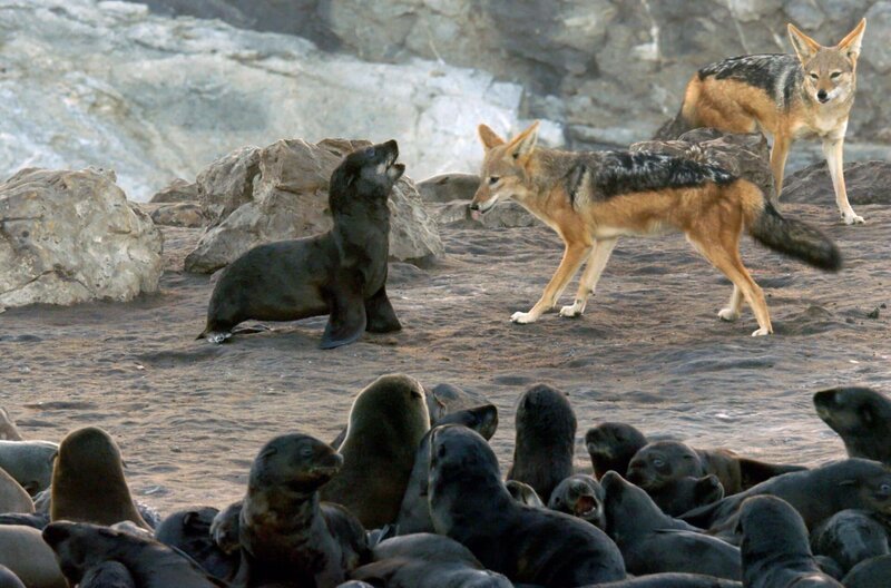 Schakale bedrohen einen jungen Seebären. – Bild: ARTE/​ZED