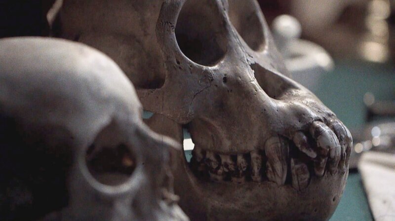 Mensch und Affe: Gibt es hier ein „Missing link“? – Bild: MDR/Februarfilm Mensch und Affe: Gibt es hier ein „Missing link“? – Bild: MDR/Februarfilm