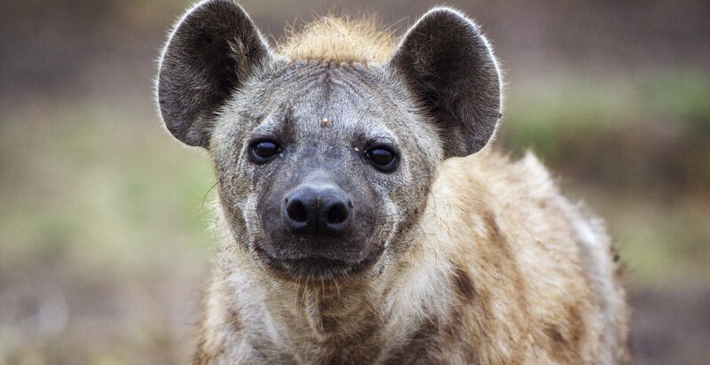 Bei den Hyänen führt ein Alpha-Weibchen das Rudel an. – Bild: ZDF