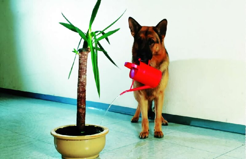 Rex – Bild: France 3