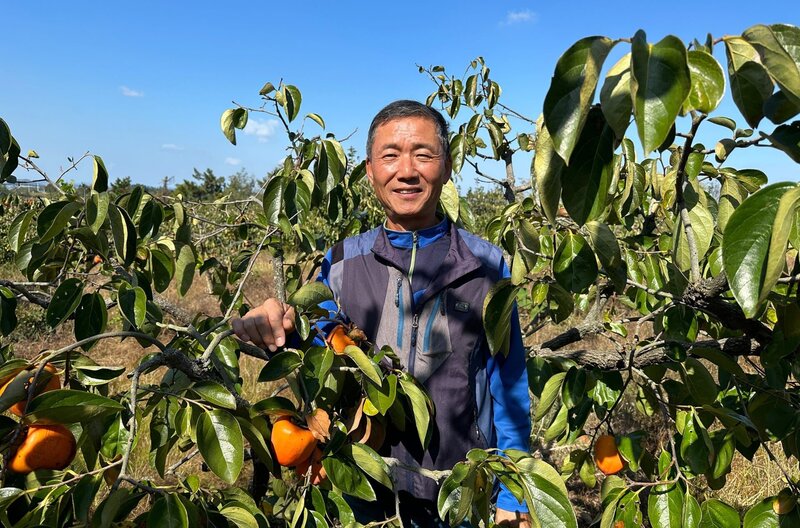Auf der südkoreanischen Insel Aphä baut der Bauer Kim Jang Kakis an. Durch den Klimawandel verschlechtert sich die Ernte stetig. – Bild: NDR/​Nicola Graef