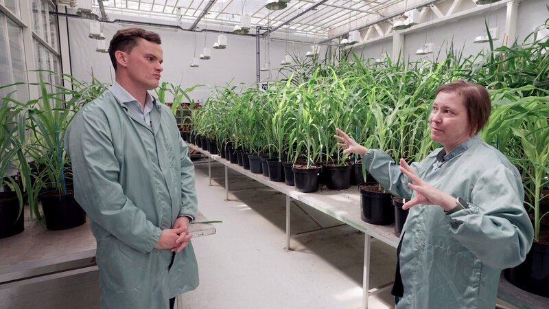  Belgien: ORF Korrespondent Johannes Perterer zu Besuch bei Professorin Hilde Nelissen in einem Gewächshaus des Zentrum für Pflanzensystembiologie an der Universität Gent. – Bild: ORF /​ Johannes Perterer