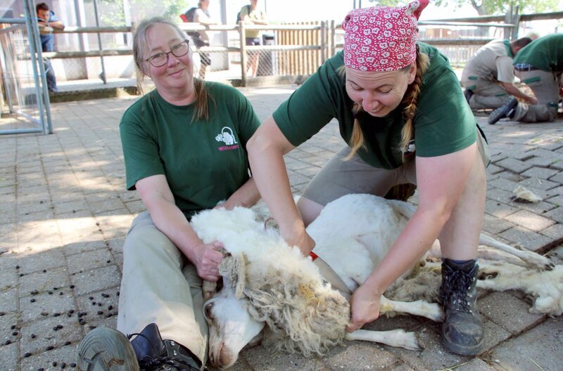 Action auf dem Schaubauernhof: Die Schafe müssen geschoren werden. Natürlich könnte man eines nach dem anderen drannehmen – aber in der Wilhelma machen die Tierpfleger einen Wettbewerb daraus: Drei Teams treten gegeneinander an. Es geht um Geschwindigkeit und um den Chic beim Schnitt. – Bild: SWR/​Christian Neumann