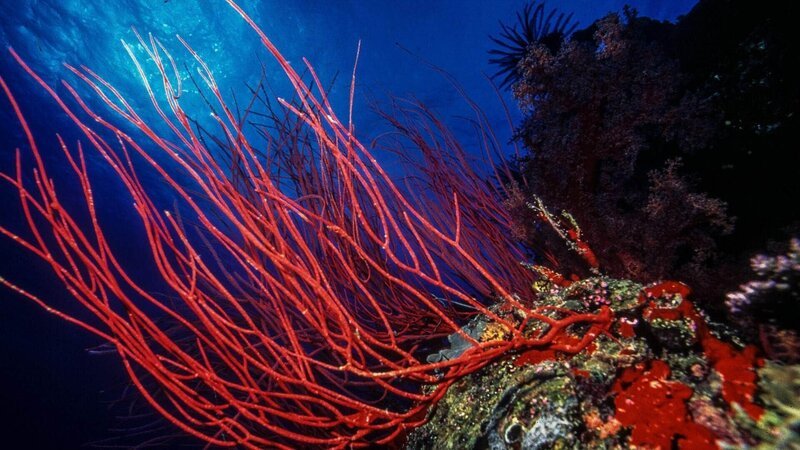 Korallenriff an der westlichen Küste von Afrika. Lebensraum für beeindruckende Spezies unseres Planeten. – Bild: TVNOW /​ Lion Mountain Media/​Peter Lamberti