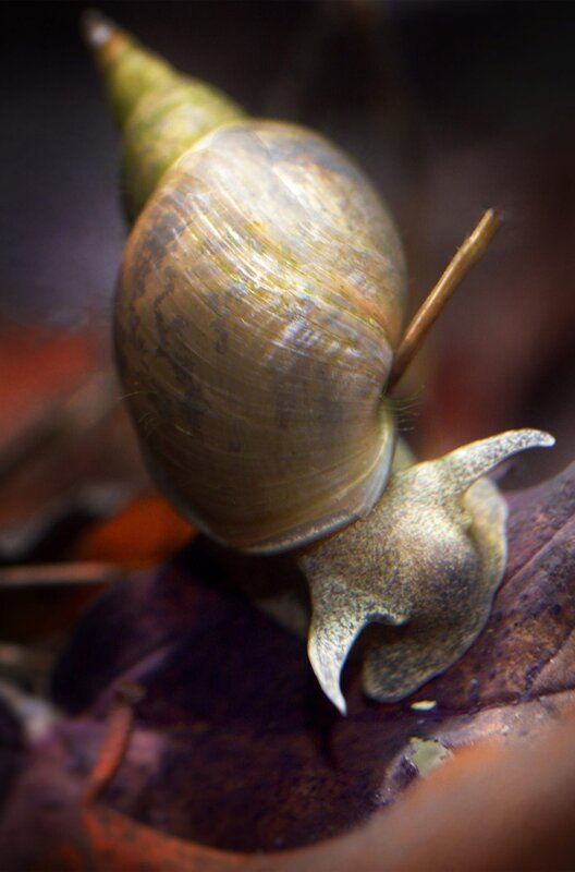 Die Spitzhornschnecke ist die größte unserer heimischen Schlammschnecken, sie frisst gerne Algen und wie alle Schlammschnecken ist sie ein Lungenatmer, der zum Lufthohlen an die Wasseroberfläche kommt. – Bild: WDR/​nautilusfilm