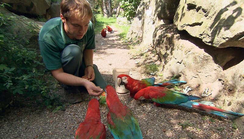 Dave Nelde versucht einem Ara Medizin, versteckt in einer Rosine, unterzujubeln. – Bild: NDR