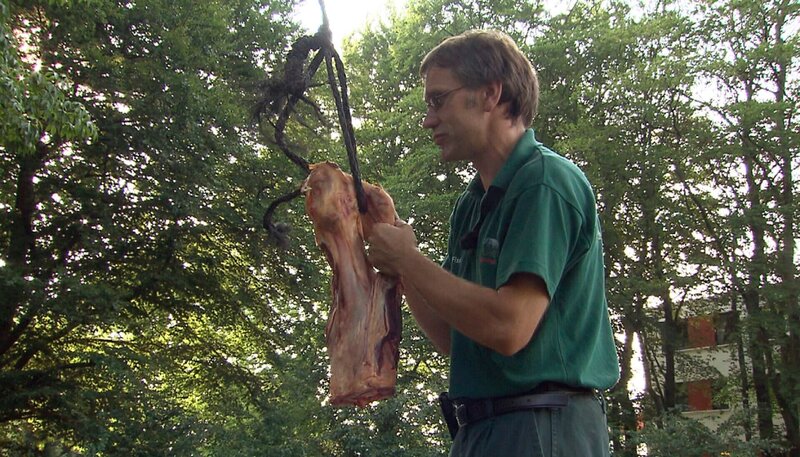 Zur Beschäftigung der Bären hängt Tierpfleger Uwe Fischer die Fleischstücke an einen Baum. – Bild: NDR